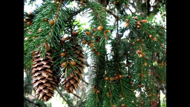 Уже душистей стали ели Фёдор Глинка читает Павел Беседин смотреть онлайн