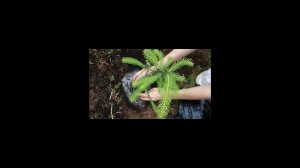 Как посадить ель на участке