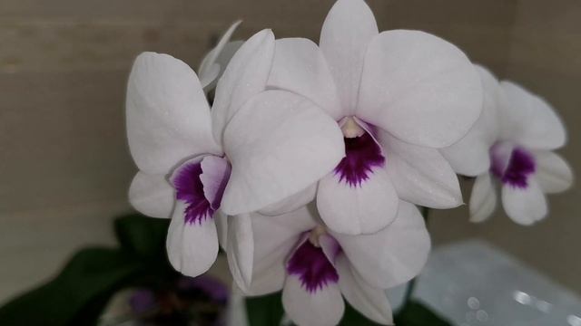 Правильный полив орхидеи. Выбираю способ для каждого грунта. смотреть онлайн