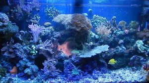 90 Gallon Reef Aquarium @ Home