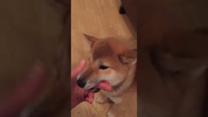 Shiba Inu smiling and eating my hand - Шиба Ину улыбается