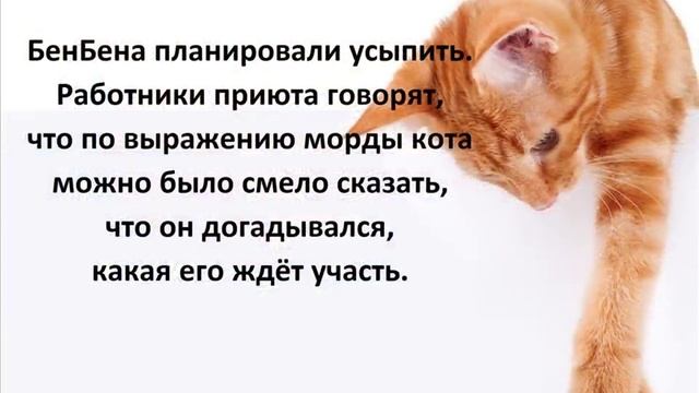 ★ Приютского кота никто не забирал, завтра его ждало усыпление, но…
