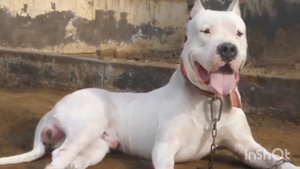 ТОП 5 САМЫЕ ОПАСНЫЕ ПОРОДЫ СОБАК В МИРЕ. СОБАКИ КОТОРЫЕ ЗАПРЕЩЕНЫ ВО МНОГИХ СТРАНАХ МИРА