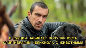 КЛИП ИБРАГИМА ЧЕЛИККОЛА С ЖИВОТНЫМИ НАБИРАЕТ ПОПУЛЯРНОСТЬ. Ибрагим Челиккол. Ibrahim Celikkol.