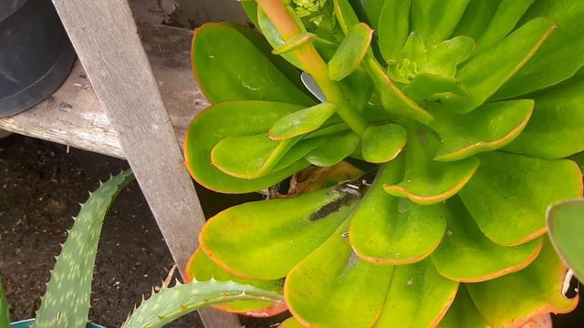 Visitando el JARDIN DE MI AMIGA Marcela │Suculentas Con Amor смотреть онлайн