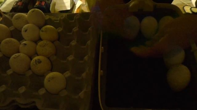 Овоскопирование яиц - мы в шоке от оплода! смотреть онлайн