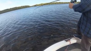 Угличское водохранилище сентябрь 2019 (просто факт ... рыба есть)