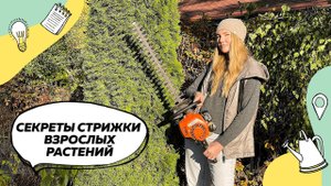 Обрезка растений осенью | Осенняя стрижка растений | Обрезка ивы | Обрезка спиреи | Обрезка хвойных