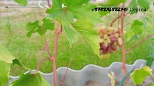 Обзор виноградника Шило Сергея. Часть 2