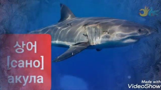 Корейский язык. Морские животные. смотреть онлайн
