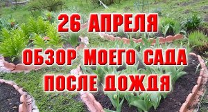 26 апреля. Обзор сада после дождя.
