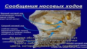 Причины появления трещин в носу
