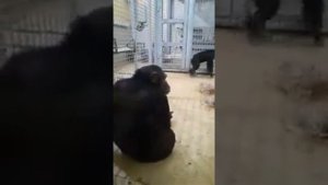 В Ростовском зоопарке. В гостях у шимпанзе
