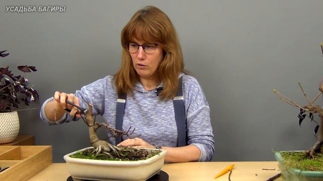 Не самые подходящие виды клена для бонсай (ч.9). смотреть онлайн