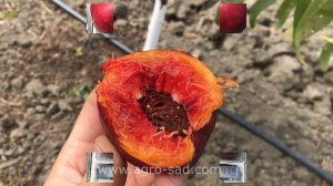 Вкусный поздний нектарин - Макс (Max) - Агро Сад 2023