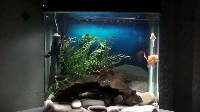 Рыбка ЗОЛОТАЯ смотреть онлайн