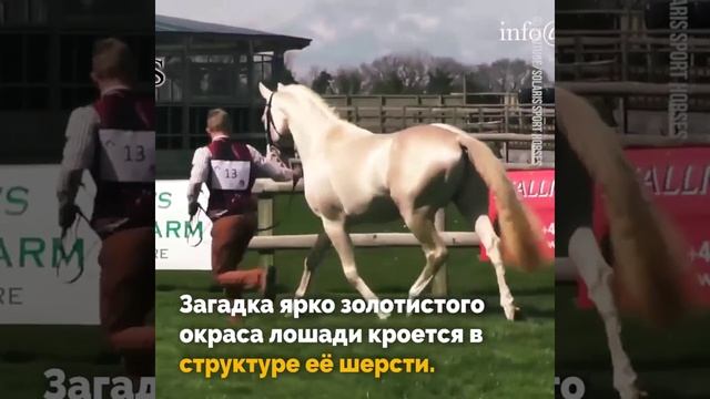 Лошади