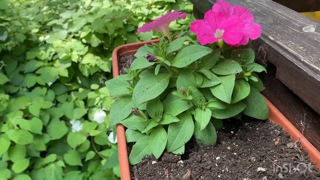 Цветет петуния ФРЕШБЕРРИ🌺 #петуния #петунияизсемян