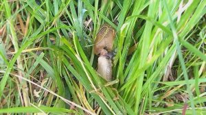 Таймлапс (TimeLapse) "Испанский слизняк обедает своим собратом"