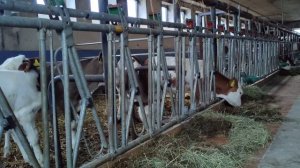 СОДЕРЖАНИЕ И ОТКОРМ Телят | Ферма в Германии #деньвдеревне