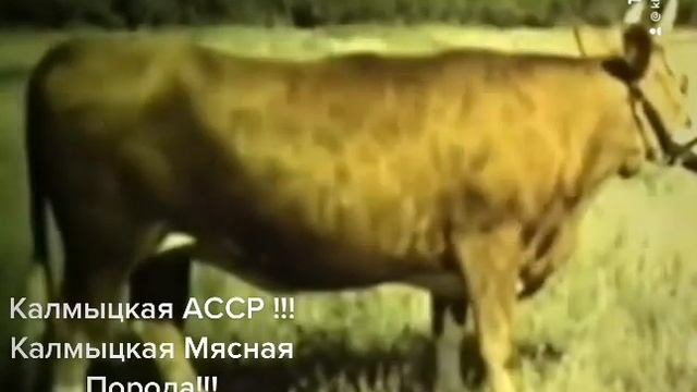 Скот Калмыцкой Мясной Породы !!! Калмыцкая АССР!!!#Калмыцкая_АССР#ӨӨРД Хальмг_Тангч#Алый_Лев77