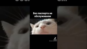 Белый кот качает головой под музыку / Тик Ток / Подборка