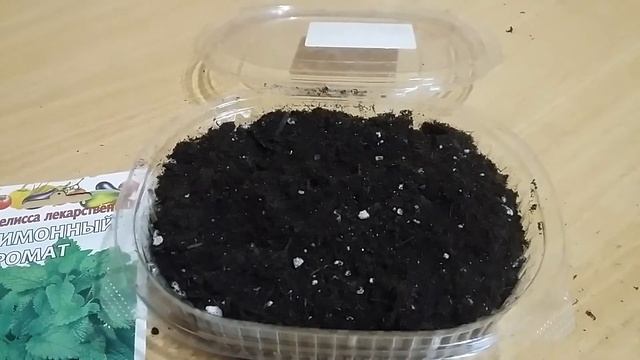 ПОСЕВ МЕЛИССА ЛЕКАРСТВЕННЫЙ НА РАССАДУ. ЛИМОННЫЙ АРОМАТ? #мелисса #лимонный #рассада смотреть онлайн