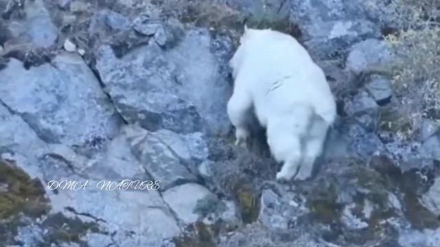 Dospolova M. A. Горные козы. Дикие козы. Всё о горных козах смотреть онлайн