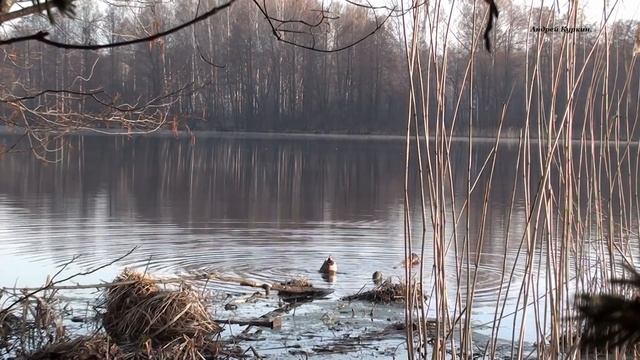 (22)Весенняя охота на селезня с подсадной уткой смотреть онлайн