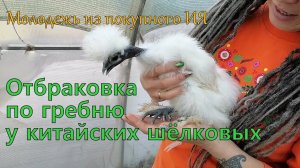 Молодняк кур. Разные гребни у китайских шёлковых. Брудер с инфракрасным полом.