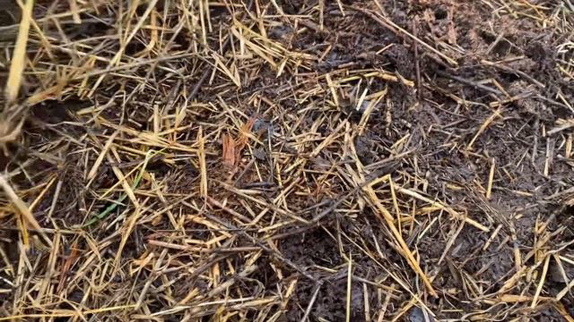 Подготовки буртов на улице к зимовке. Как зимует червь. Когда можно начинать разводить червя. смотреть онлайн