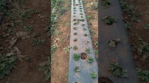 Клубничный бизнес