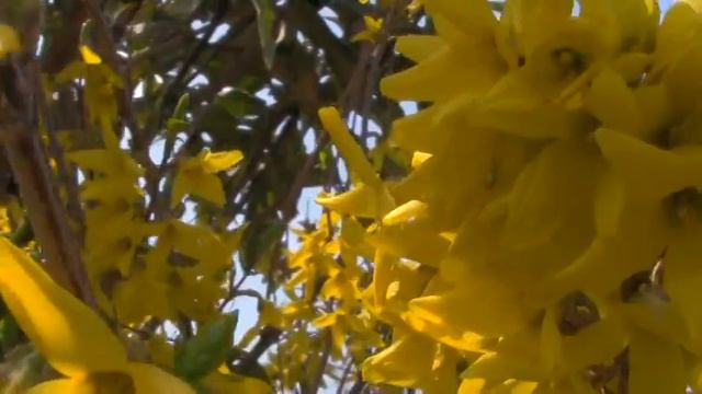 れんぎょう（連翹） смотреть онлайн