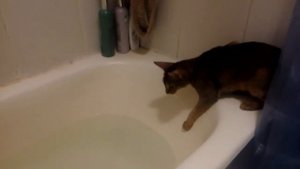 Абиссинская кошка купается сама! 🐈