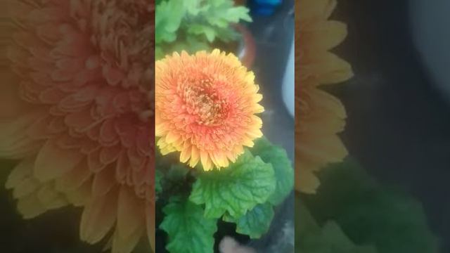 Zebra flowers смотреть онлайн