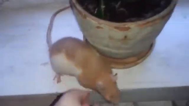 убегающие крысы смотреть онлайн