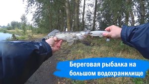 Трудовой СУДАК на большом водохранилище С БЕРЕГА. Рыбалка в Орловской области (2021)