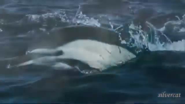 Sea, Waves Море, волны Secret Serviсe Aux Deux Magots