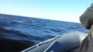 WinBoat-390R на волне