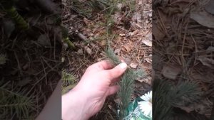 Прививка хвойных ели голубой