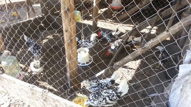 Леггорн далматинец ( Leghorn exchequer )31 августа 2022 смотреть онлайн