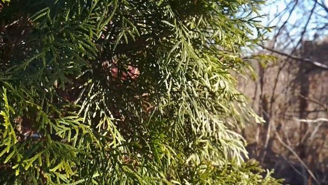 ранняя весна | домашний влог смотреть онлайн