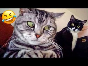 Самые смешные видео с животными 2024 - Смешные видео с кошками и собаками!