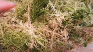 И СНОВА, И ОПЯТЬ КИРОВСКИЙ МОХ❣️❣️❣️😍👍