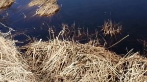 Охота и рыбалка острова Сахалин 2020. Продолжение. Сахалинская рыбалка & Sakhalin fishing