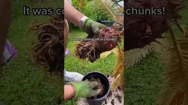 howto give a neglected plant a second chance planttips plantsoftiktok LearnOnTikTok garden gardenin