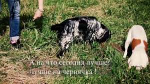 Русский охотничий спаниель: что вас ждет │ Видеозарисовка
