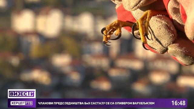 Ptica kobac puštena u prirodu nakon tri dana njege смотреть онлайн