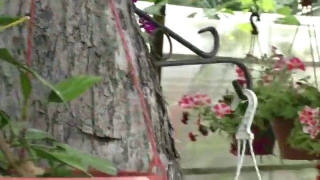 прогулка по саду в конце лета, часть 2 смотреть онлайн