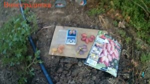 Виноград Аврора